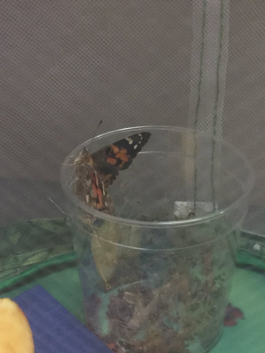 MrsBarnes5thGr's tweet image. Butterflies emerge!  #duellolearns