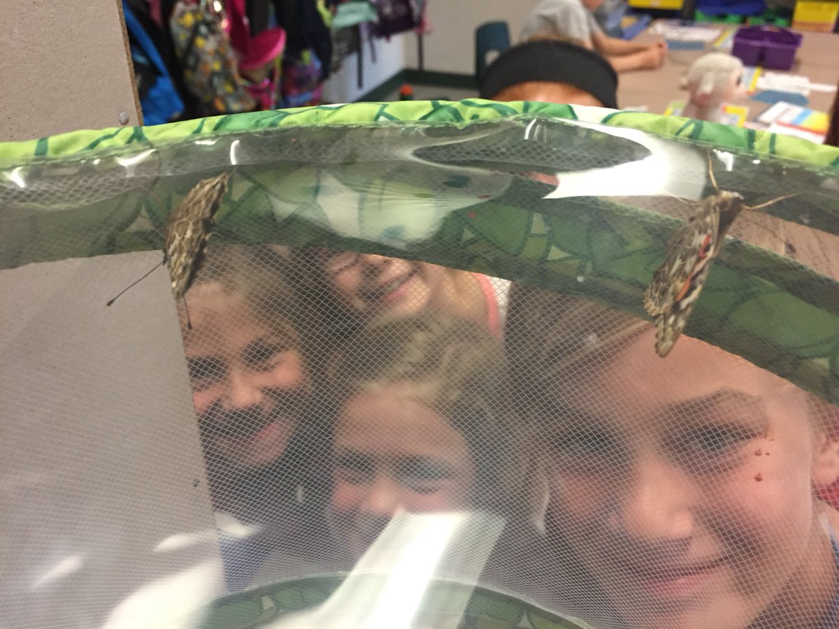 MrsBarnes5thGr's tweet image. Butterflies emerge!  #duellolearns