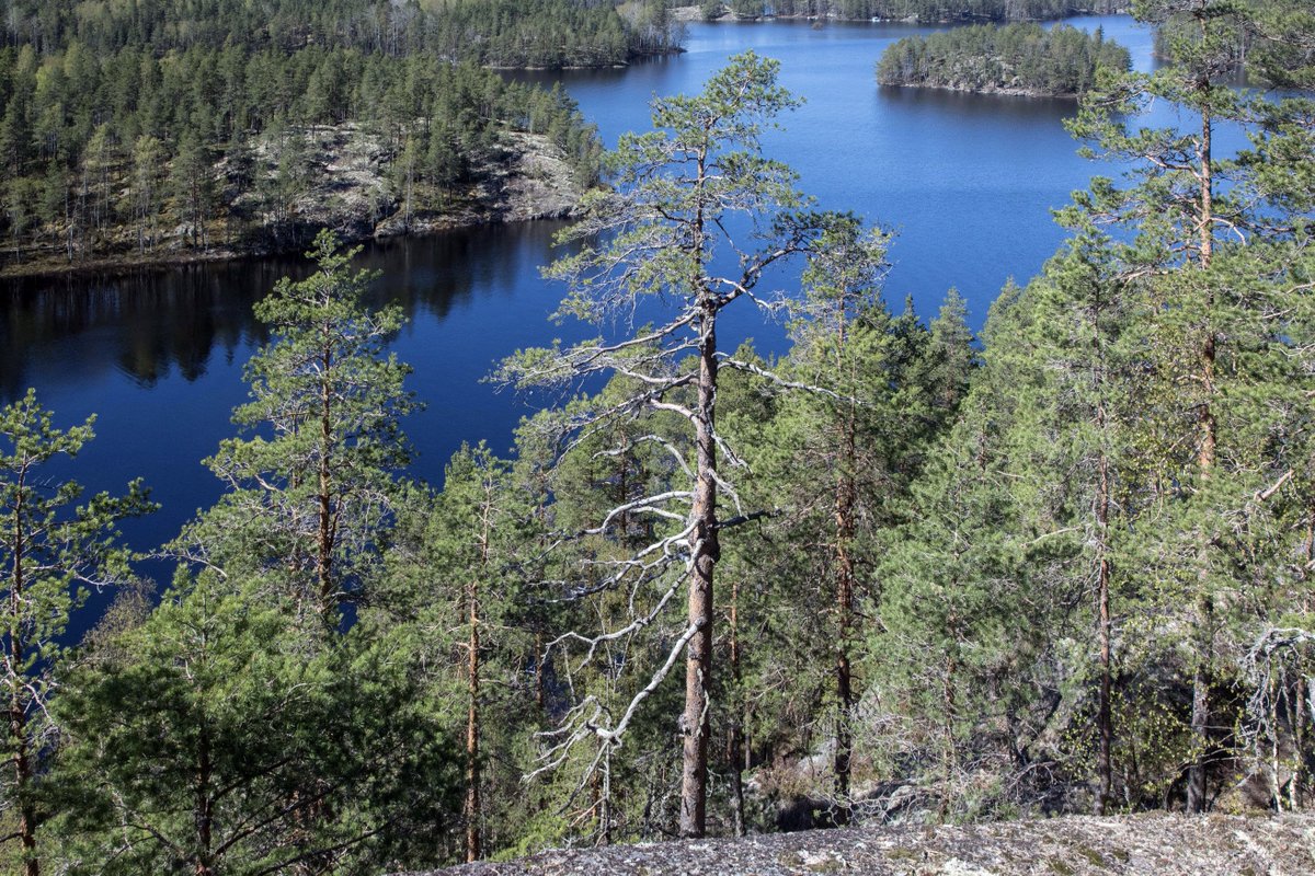 Repovesi National Park, yesterday. #repovesi #photo #Finland