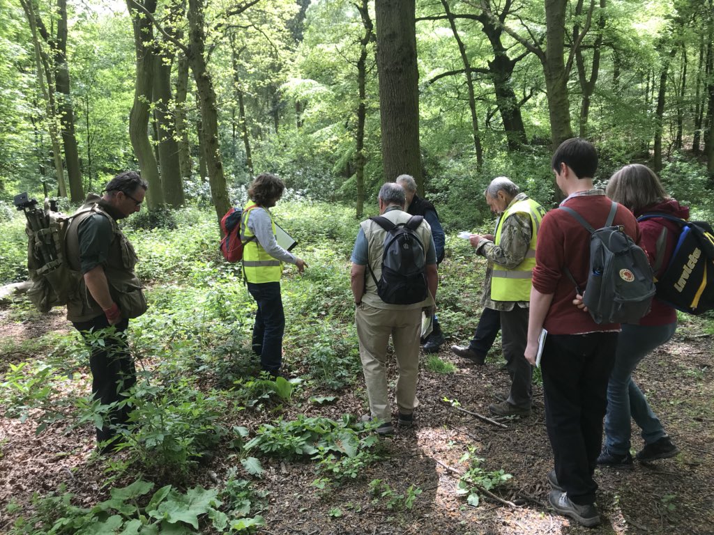 DiscoverDearne's tweet photo. A wonderful day for a woodland wildflower walk around Howell woods today. Lots of species for our list atleast 50+. https://t.co/gwH1iaOmvn