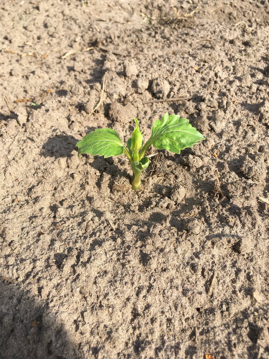 De eerste planten zijn al boven! #corsoklooster