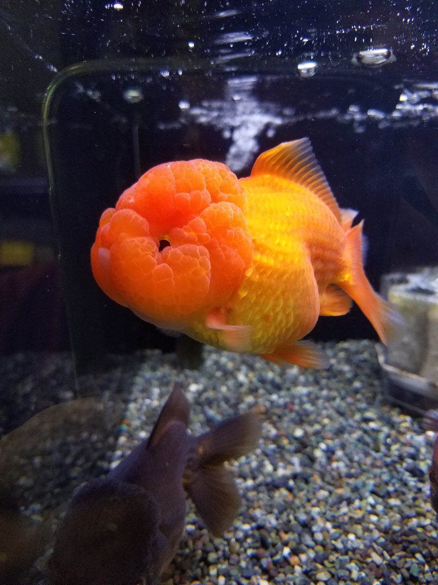 リミックス 春日井店 熱帯魚 בטוויטר 今日は金魚の新入荷 オランダシシガシラs T ライオンヘッド風オランダシシガシラ 同じ意味ですが 言いたいことは伝わりますよね 1匹のみです