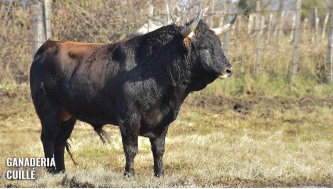 infoMPalacios's tweet photo. Nuestro lote para hoy en Alès, Mario tomará la alternativa con el toro de P.Cullie, y en sexto lugar estoqueara el toro de Los Galos ☘️☘️☘️☘️☘️suerte a todos https://t.co/gVGUo3yYKC