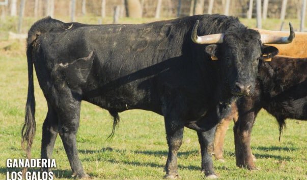 Nuestro lote para hoy en Alès, Mario tomará la alternativa con el toro de P.Cullie, y en sexto lugar estoqueara el toro de Los Galos ☘️☘️☘️☘️☘️suerte a todos