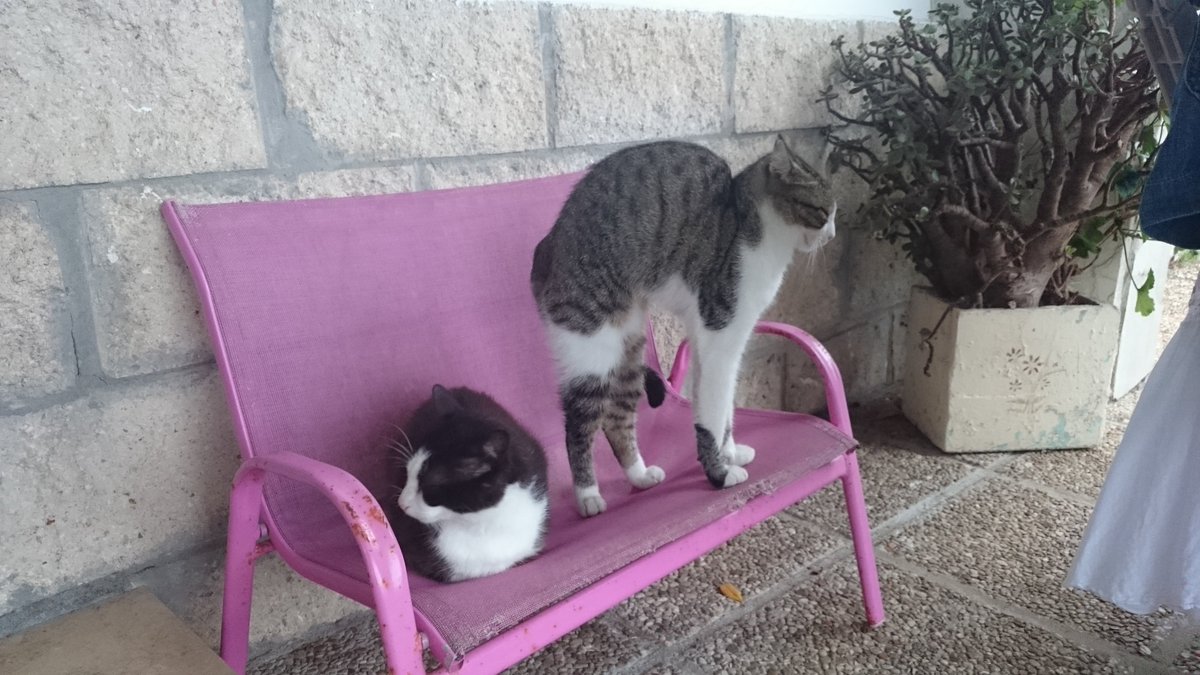 snapandfeed's tweet photo. Hey frrruriends! What did you have for breakfast today? 😁 #Cats #Cat #Catfood #Catlovers https://t.co/YBMxRM5ox3