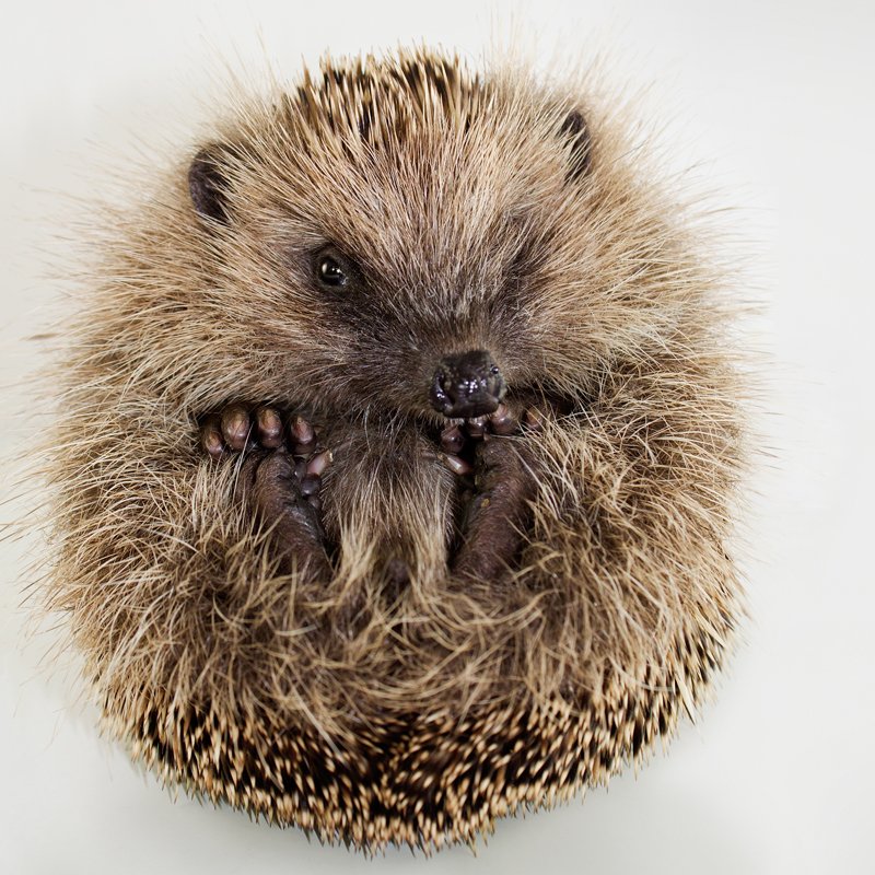 AlannahHawker's tweet photo. It's hedgehog awareness week, so why not come down to the @BelfryShopping centre &amp; take a look at some of the hedgehog pictures in our pop up shop! :) 🦔 

#hedgehog #british #wildlife #HedgehogAwarenessWeek #wild #surrey #popupshop #supportlocal #cute #animals #NaturePhotography https://t.co/ieTvmGgrJk
