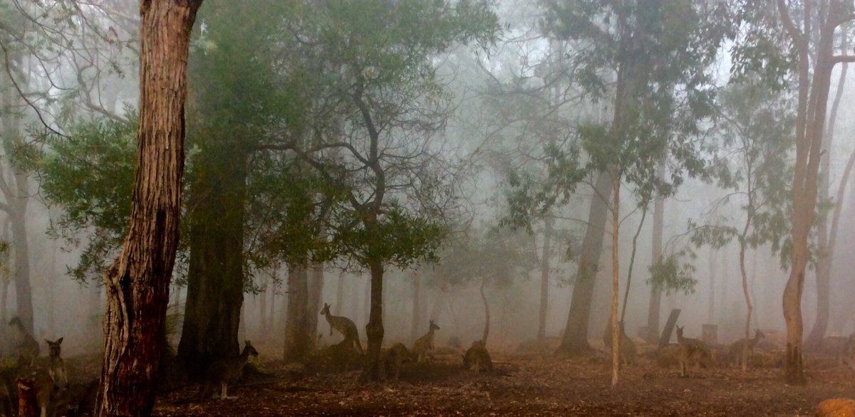 jarrahdale1's tweet photo. #smoke #haze at #Jarrahdale #prescribed #burn #jarrah #forest #trees #ColinHughAbbott #ColinHAbbott #WesternAustralia #weirdscene #globalwarming #climatechange @Kangarooei @ArborArmy @auntytrue @jrees04 @ClaraBushbabe @LeisaMo58106633 @UrbanBushlandWA https://t.co/JdMLLAqPD9