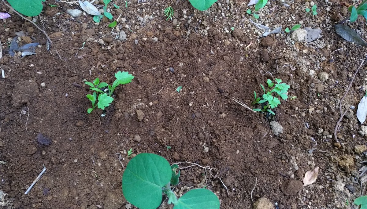 Twitter पर にゃごにゃ ポット種まき苗 一部定植 一枚目の右は根セロリ 左はパースニップ なのだけど 根セロリがイタリアンパセリに見えてしゃあないのだが あれ 秋蒔きａ菜がとう立ちし始めたのでそろそろおしまい ストリドーロをそばに植えといた ａ