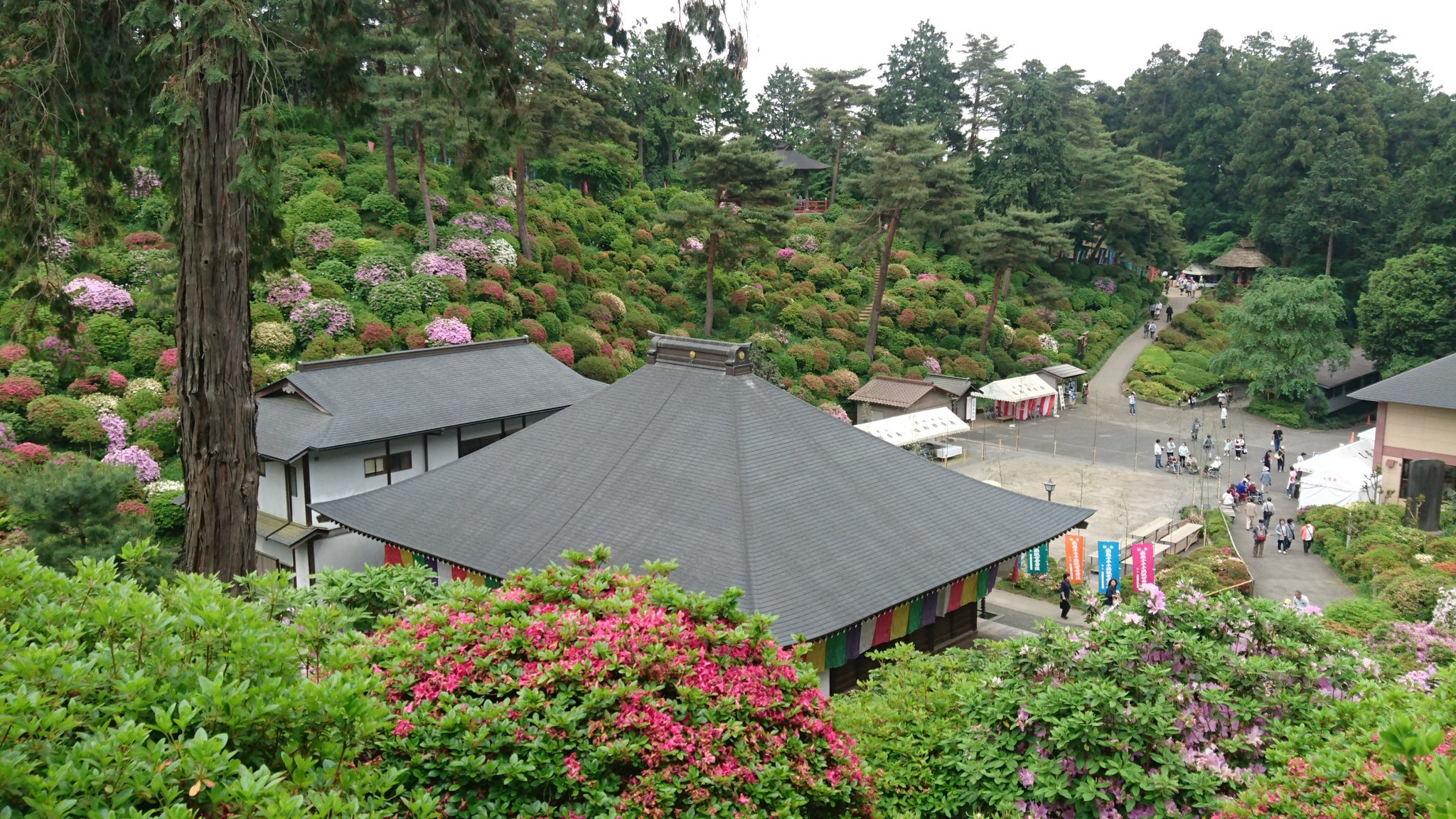 二本松寺 あじさいの杜 茨城県潮来市 先日 青梅市にある塩船観音寺のつつじまつりに行ってきました ピークは過ぎていましたが 十分楽しめました 次回はピークのときに行きたいと思います 塩船観音 つつじ つつじまつり 青梅市 観光 二本松寺