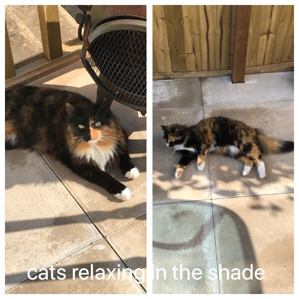 Honey and Jinx relaxing in the shade #CatsOfTwitter #cats #sunnyday