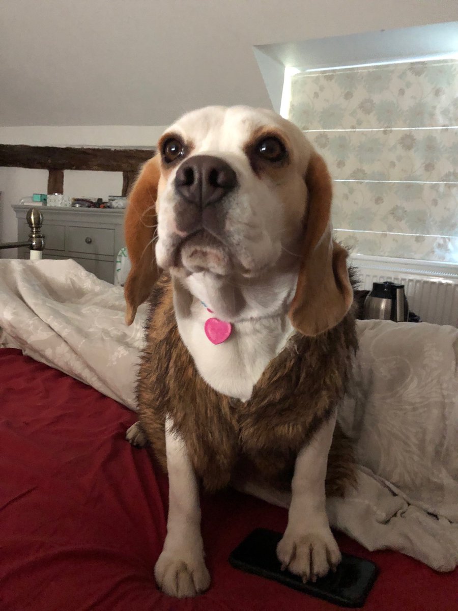 Yes, I am a bohemian dog. And I got a phone.