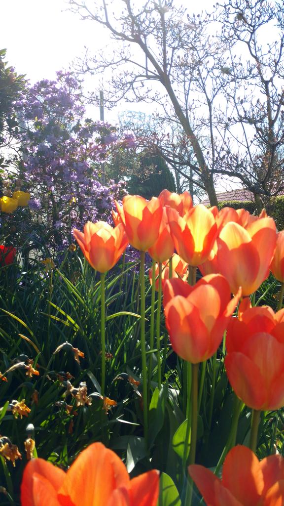 stantongardener's tweet photo. A beautiful start to the bank holiday weekend here at Stanton. Getting ready for our first wedding of the season too! https://t.co/3HIVQkqg9Y