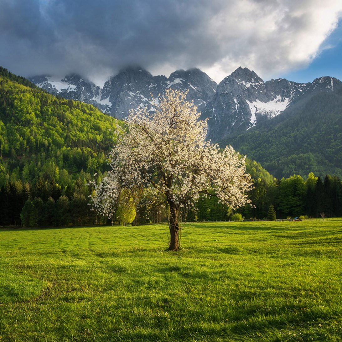 travel_slovenia's tweet photo. GORENJSKA, #Slovenia - #spring is such a special time of year when #nature begins to come out of dormancy, and the flowers and trees begin to bloom. (Image by @Dreamy_Pixel #photography) #Travel #Europe https://t.co/qAiC7nBjiS
