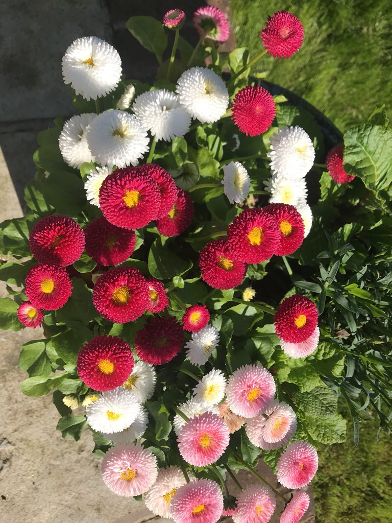 Morning all at #SurreyChat It’s #BankHolidayWeekend so time to do some gardening in the sunshine! Enjoy yourselves 😀🌺