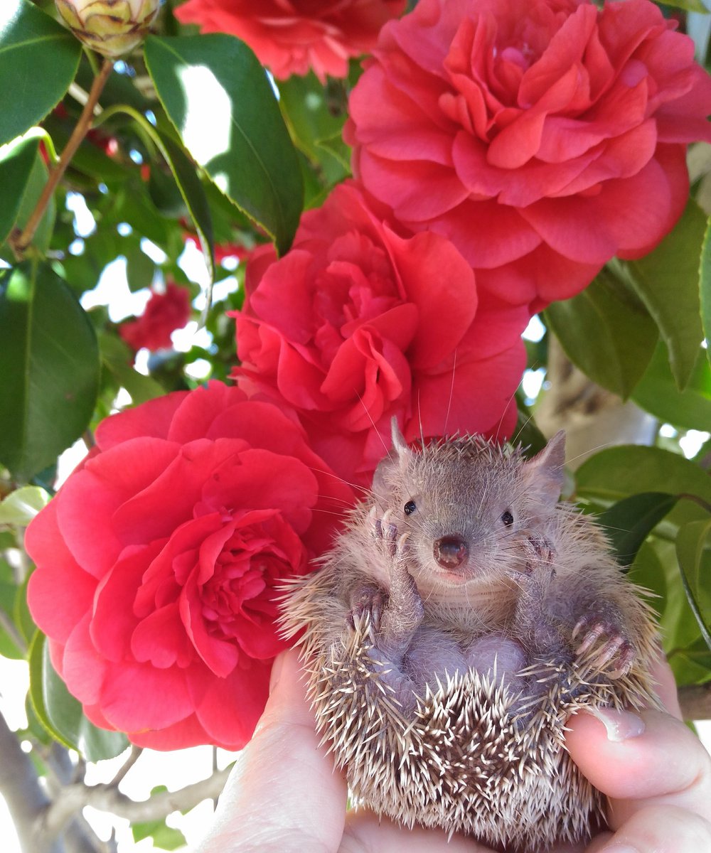 guriagu's tweet image. おおきなつばきさん、みっつ。

#ヒメハリテンレック 
#こごみちゃん
※手じゃなくて足（笑）
※ハリネズミではありません。