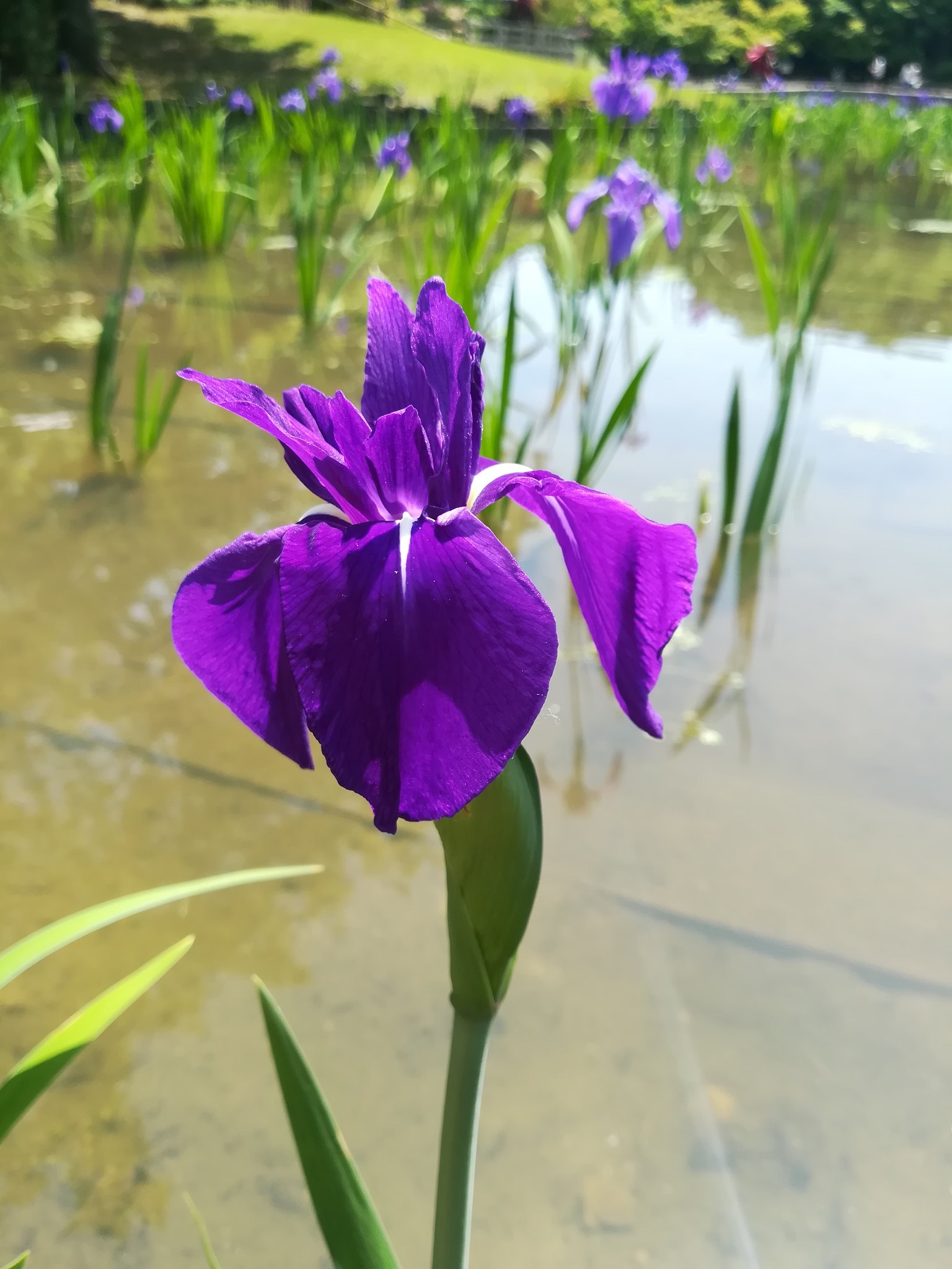 あぴ 杜若 かきつばた 花びらの付け根が白くて水辺に咲く 菖蒲 あやめ 花びらの付け根が網目状で乾燥地 花菖蒲 はなしょうぶ 花びらの付け根が黄色 乾湿地 水辺 菖蒲 しょうぶ 葉しょうぶ 端午の節句 にお風呂に浮かべるサトイモ科の植物 何れ菖蒲か