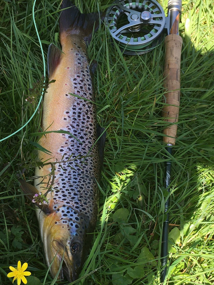 Marryat Rods tweet media