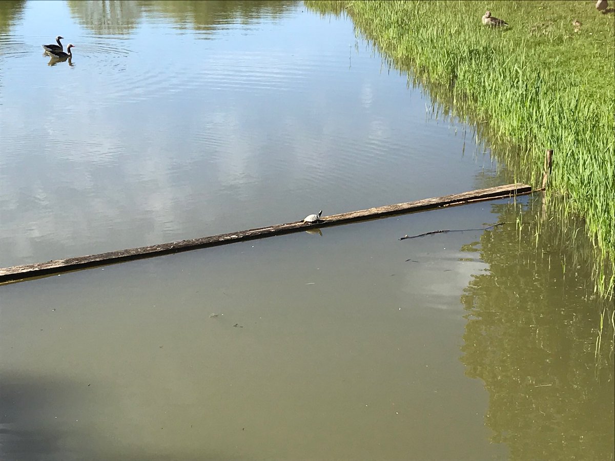 rgschoonheim's tweet photo. @rijkerswoerdNL verdwaalde? #ninjaTurle #turtleMania https://t.co/yOqXhqawRj