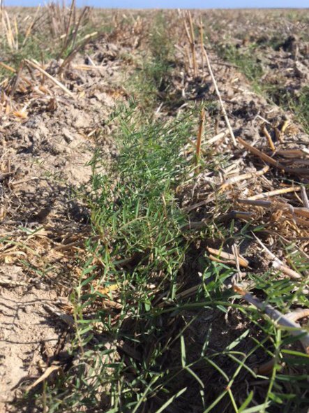 They just grow up so quick 🌱🌿Legumes cranking at the SEAR Learning Centre - 5 WAS
