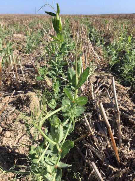 SEAgroResearch_'s tweet photo. They just grow up so quick 🌱🌿Legumes cranking at the SEAR Learning Centre - 5 WAS https://t.co/bW6BHFiccu