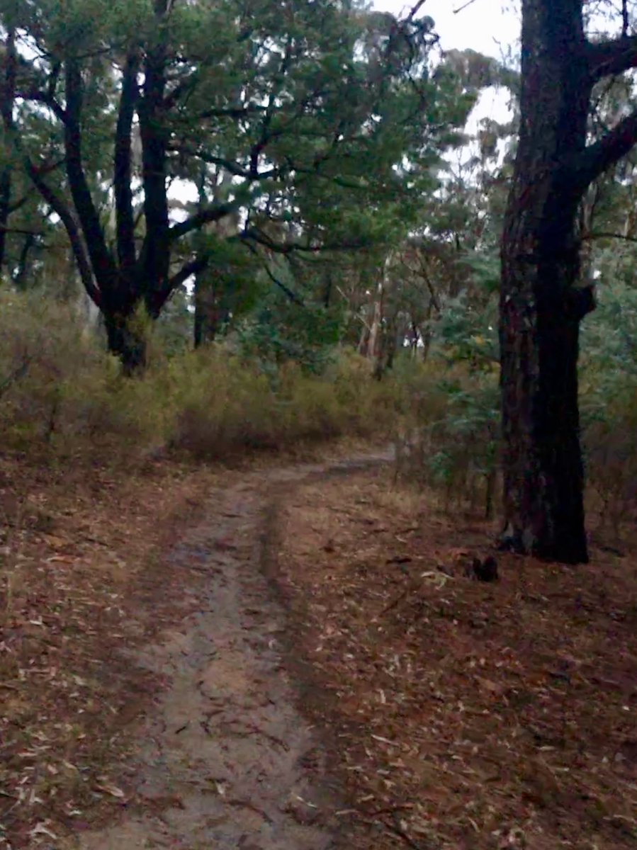 RunBeatApp's tweet photo. Nice to feel the soil softer under my feet. Lurv the rain 🌧❤️. #run #running #nikeplus #runner #triathlon #jogging #instarun #athletics #morningrun #trailrun #instarunner #tracknation #triathlete #runchat #photooftheday #seenonmyrun https://t.co/vU5X7DjdAK https://t.co/zTawKX2JqU