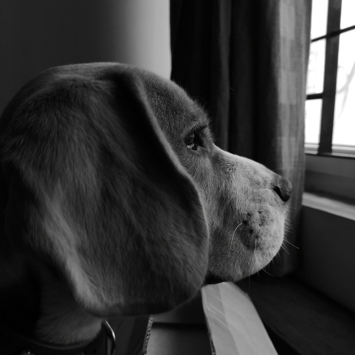 RamboSarma's tweet photo. Woof morning everyone! Dad took this photo of me during one of my pensive moments while I was playing with mom. This was shot on the #huaweip20pro
The phone is really colorful but it takes some great Monochrome images like this too. *Woof woof* 🐶 https://t.co/XkRbz3vRVO