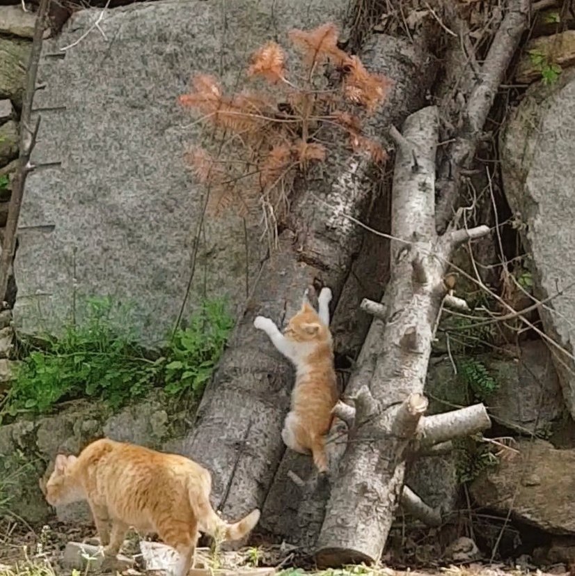 bau_cats's tweet photo. .                    엄마! 나 바바!
              엄뫄아!! 나 쓰파이더맨!!

(으으 못본척) https://t.co/AJw38k8OpS