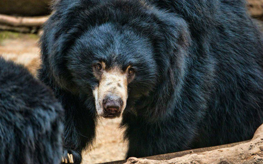 TravelLeisure's tweet image. Authorities say man was killed trying to take a selfie with a bear tandl.me/2JShMk4