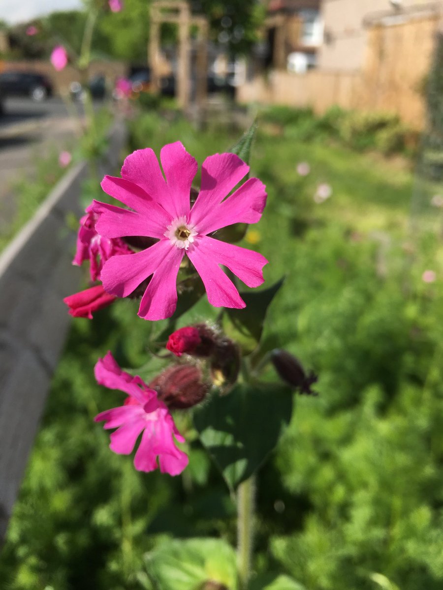Red campion (Silene dioica) in our #growwild wildflower meadow. Have a wonderful weekend, and come and see us <a href="/WN_FEAST/">West Norwood Feast</a> Family Hub this Sunday, 12-4 - we’ll be talking urban greening and edible windowbox planting! #incredibleediblelambeth #capitalgrowth