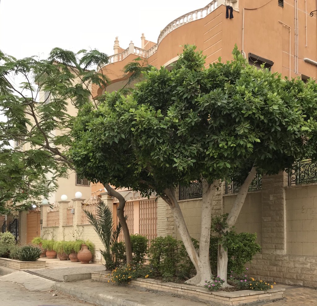 MonicaSQashwa3's tweet image. #Morning #6thOctober 
صباح الورد 🌸🌸