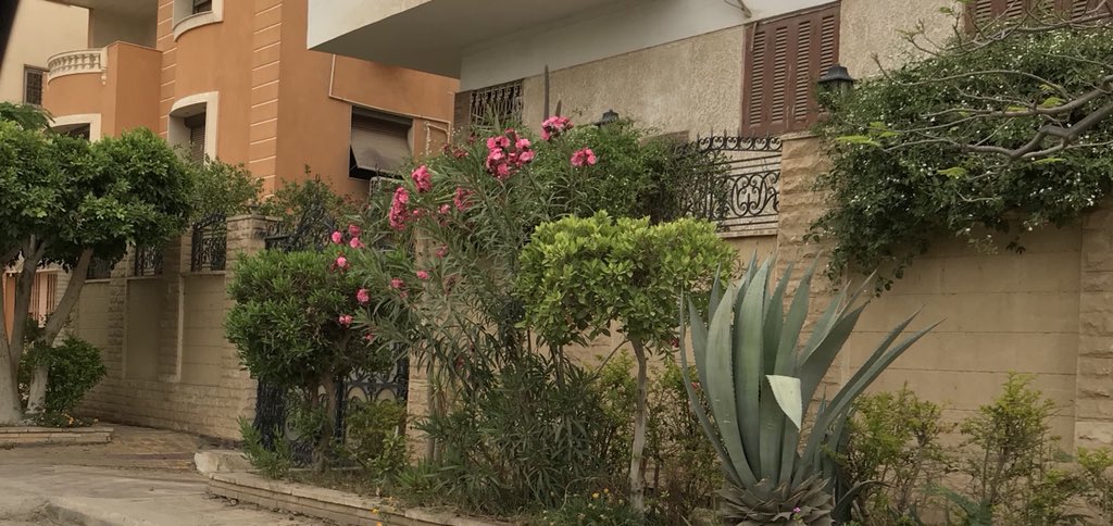 MonicaSQashwa3's tweet image. #Morning #6thOctober 
صباح الورد 🌸🌸