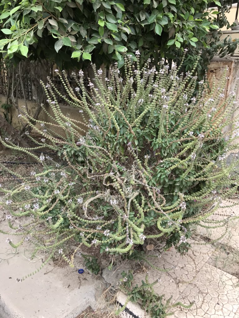 MonicaSQashwa3's tweet image. #Morning #6thOctober 
صباح الورد 🌸🌸