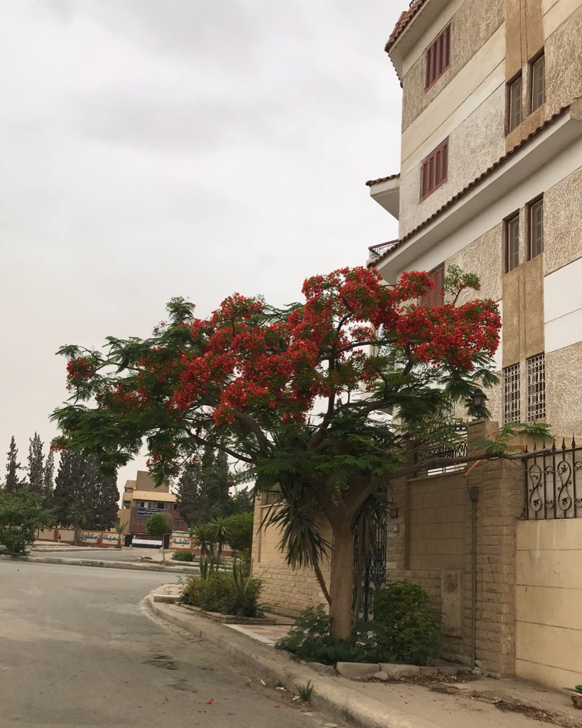 MonicaSQashwa3's tweet image. #Morning #6thOctober 
صباح الورد 🌸🌸