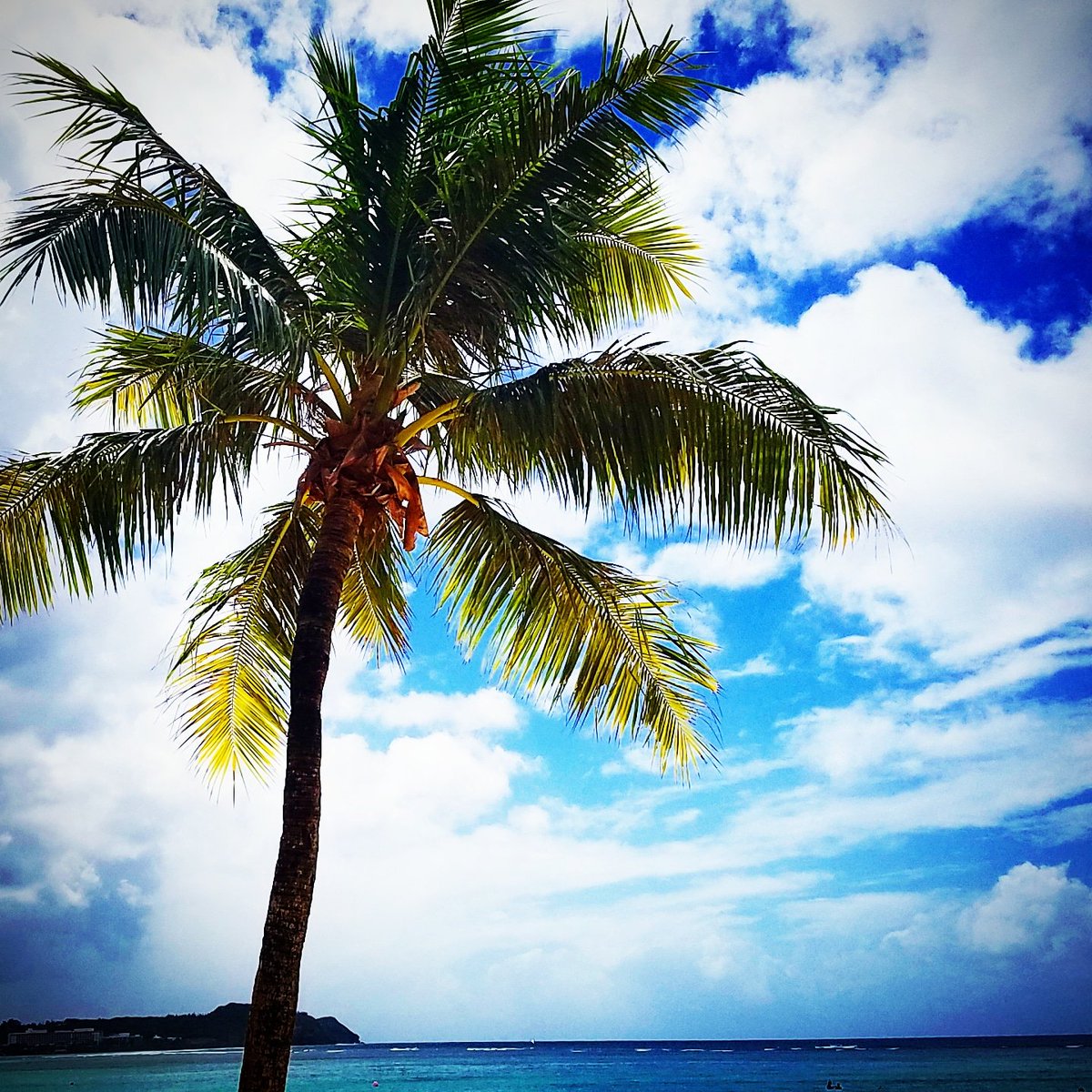CreatorSundae's tweet photo. Palmtree

#nicevacation #beautifulday #guam #holiday #palmtree #summer #summervacation #palmtreeandsky #bluesky #lovethevacation #restfulday #slowlife #wannacomeback #willbeback #skyblue #niceweather #niceview #nicetrip #2018 #fun https://t.co/ISBL8XqOTJ