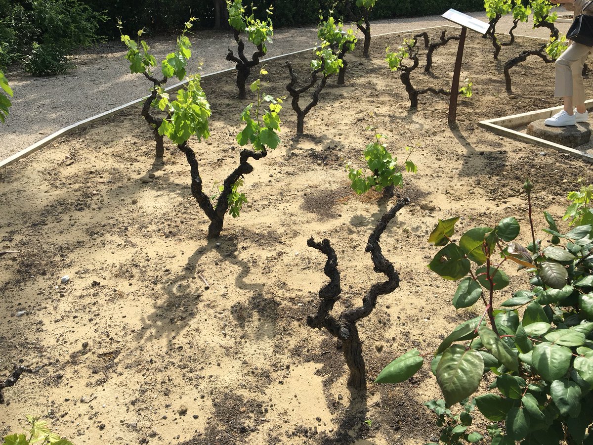 MarkCapra's tweet photo. The 4 main #terroirs of #ChateauneufduPape: #GaletsRoules, #EclatsCalcaires, #Safres & #GresRouge https://t.co/PVKNG0xZrA