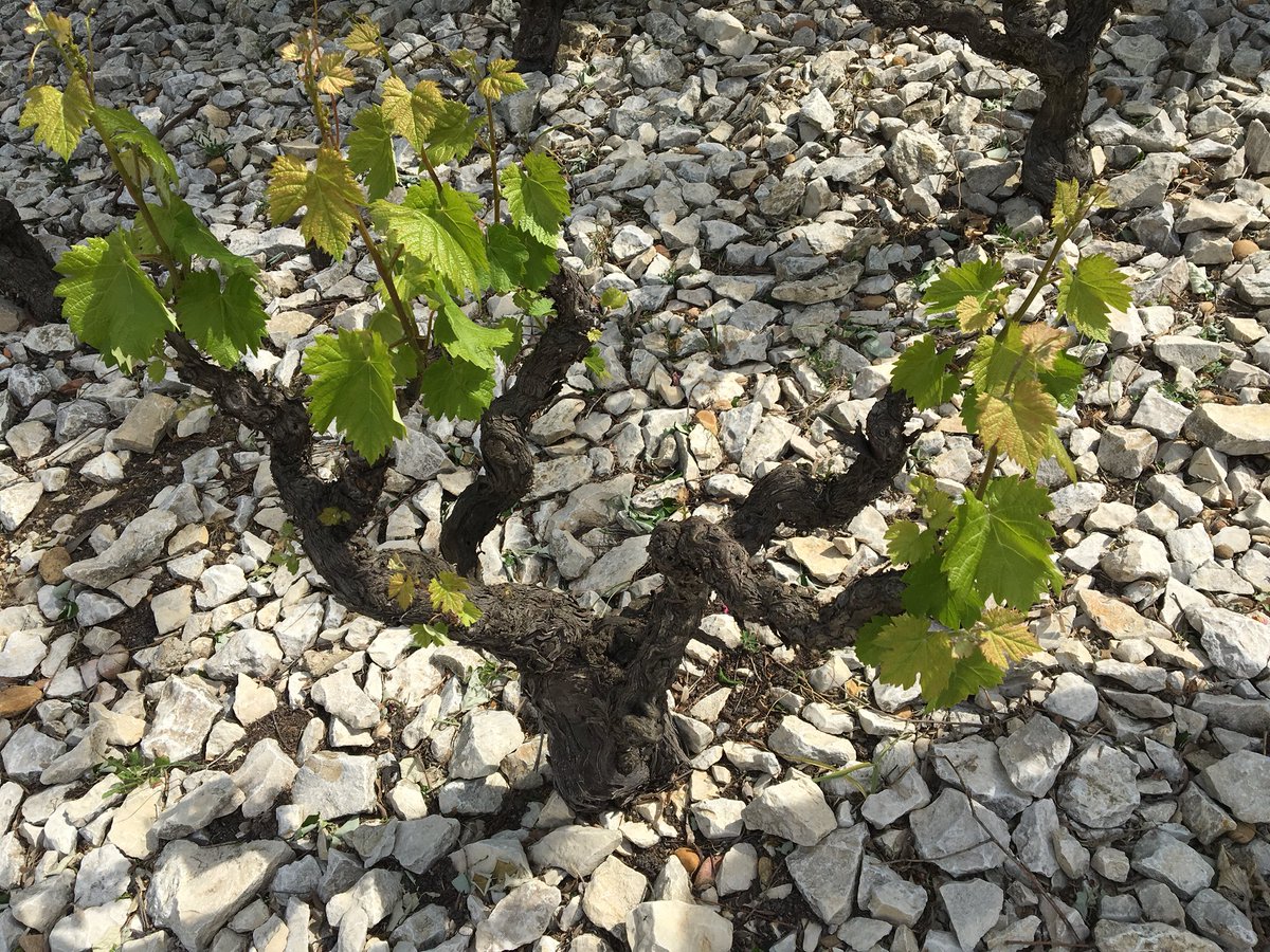 MarkCapra's tweet photo. The 4 main #terroirs of #ChateauneufduPape: #GaletsRoules, #EclatsCalcaires, #Safres & #GresRouge https://t.co/PVKNG0xZrA
