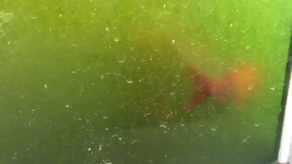 沼東化学部 Twitterissa あと あの緑色だった金魚の水槽を綺麗にしました 緑の水槽って感じだったのが 綺麗にして砂利入れたらすごく金魚 って感じになりましたww