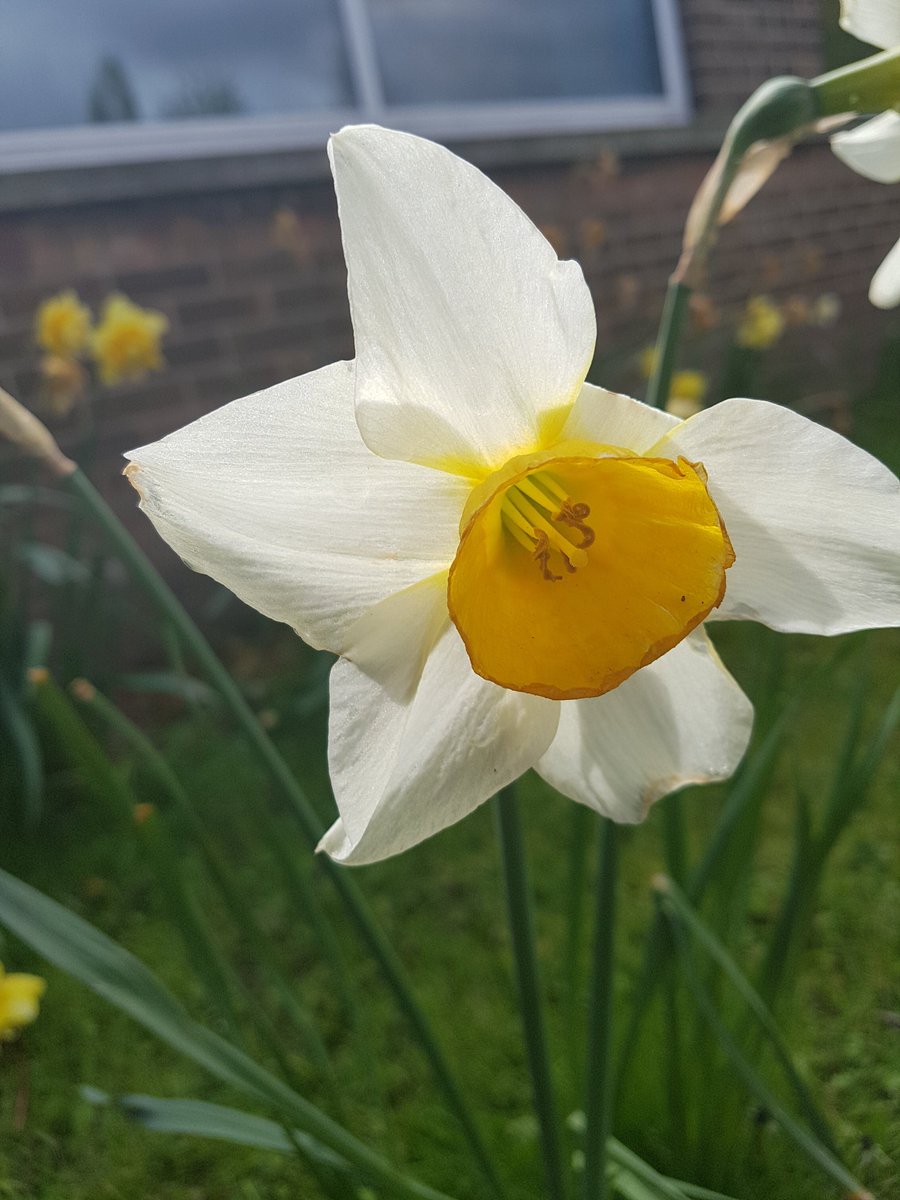 FairfieldRD's tweet photo. We're going on a daffodil hunt! #FPA #Shinelikeastar https://t.co/VpeaHoV53L