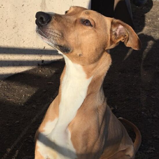 NWDogRescue's tweet photo. Please RT to help 🐾LEO🐾 find a home.
Enquiries via website https://t.co/ImLUbaEy7p 
#FFH https://t.co/xGvOxaSYFF