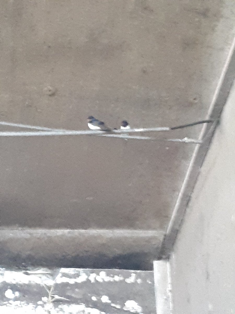 gravenweg14a's tweet photo. Ik maakte me zorgen over de boerenzwaluw maar inmiddels toch 10 paartjes binnen https://t.co/XBf6prd2pB