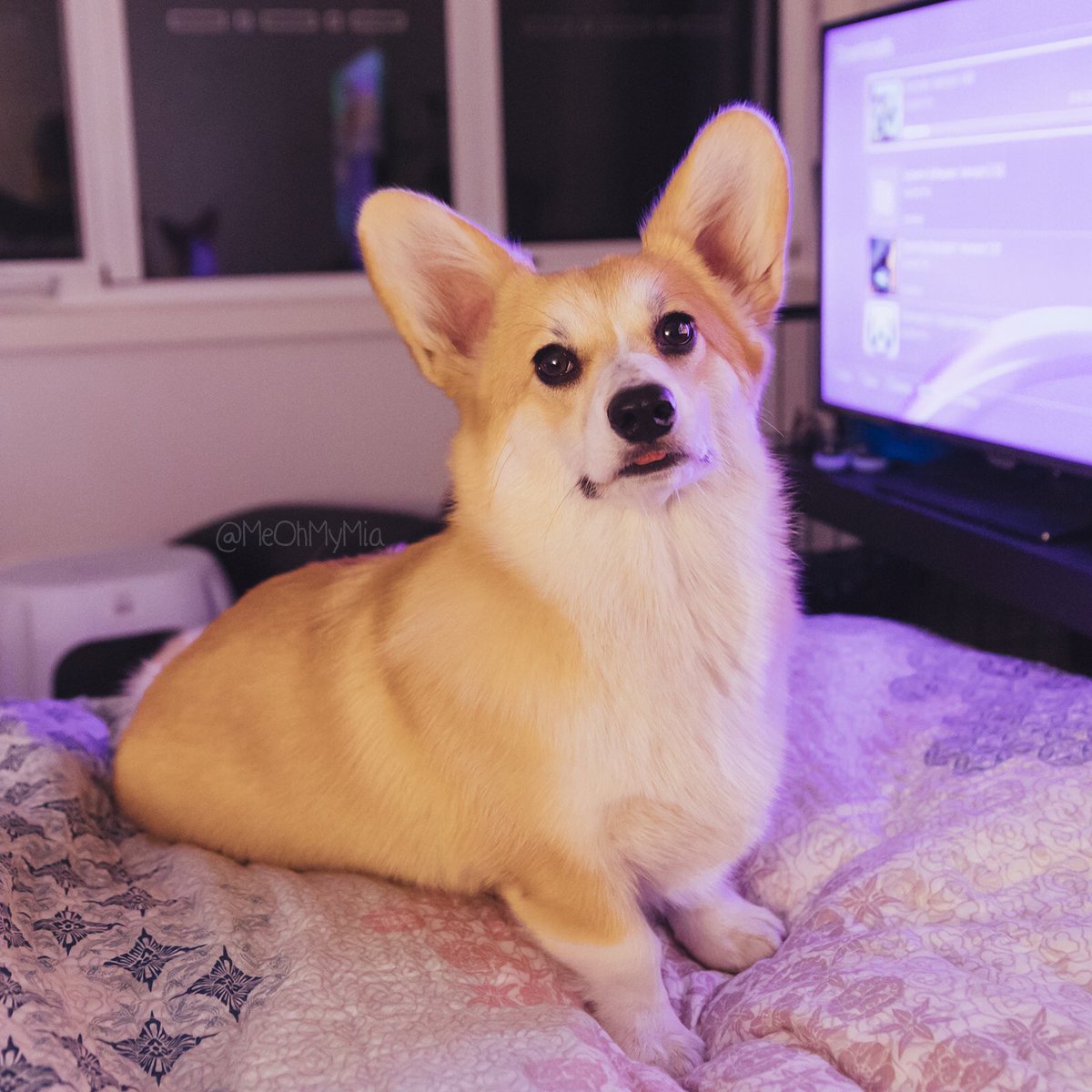 meohmymia's tweet photo. Can’t have games night without your little blepping mascot corg!!! 🎮
🐾
🐾
🐾
#MeOhMyMia #MiaTheCorgi #melbourne #australia #corgi #corgipuppy #neon #neonlight #gamesnight #blep #blepping https://t.co/JrrXDU07i9