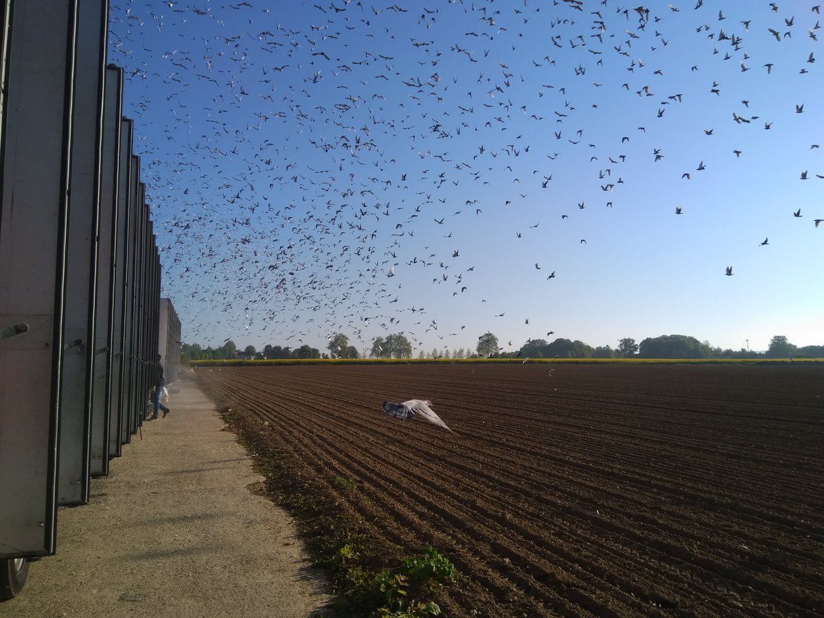 MeershoekR's tweet image. Daar gaan ze... #postduiven #Afdeling5 #Pontoise