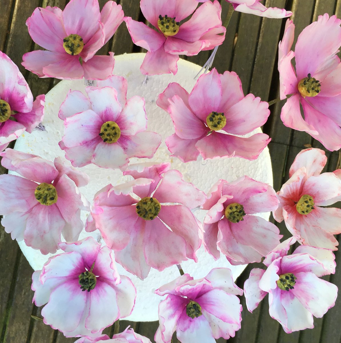 Hannahscakebox's tweet photo. What a beautiful morning, spring flowers are coming out and I’ve been making these Cosmos flowers this week #sugarflowers #sugarcraft #sugarflorist #floristry #squiresflowerpaste #cosmos #englishgarden #cottagegardenflowers #cosmosflower https://t.co/3Srjdy1SR2