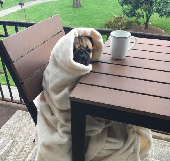 reddeadlives's tweet photo. Morning all, hope everyone has a great Saturday #AtLeastItsFinallyTheWeekend this is my current state at least until I grab some #Coffee #CurrentCaffeineLevelZero and a catch up with #FearTheWalkingDead as it matches my mood #Zombie 🧟♂️☕️ https://t.co/CrJhVACEsE