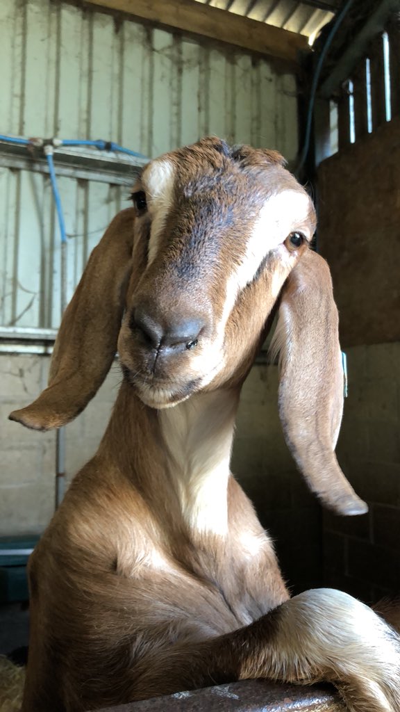 Wellieson's tweet photo. Meet beautiful ‘Rose’ our new Anglo Nubian goat who has come to join our herd and #FlatPackFarm We have been waiting for her a long time. Super excited she’s finally here.  😊 https://t.co/zalnBOyh6Y