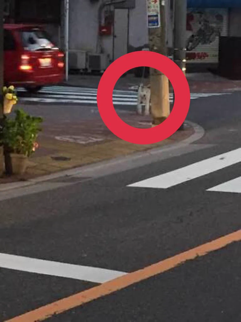 電柱に貼られた謎の張り紙・・・　日没後に現れる「ガードレール犬しろ」の正体とは！？