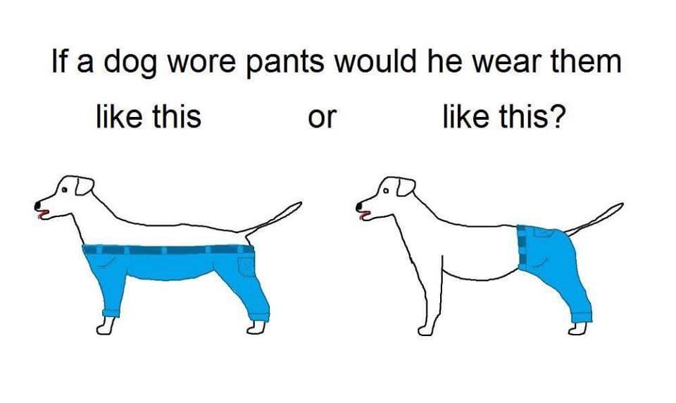 do dogs have 4 legs