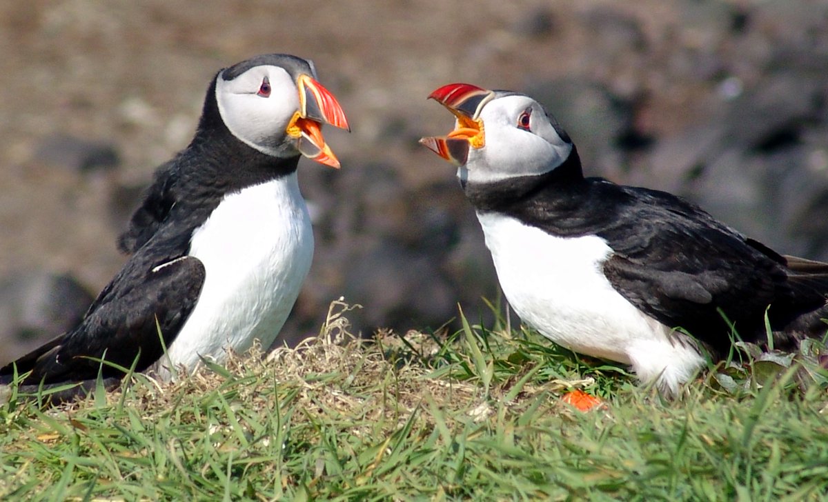 SaveSeabirds's tweet photo. State of the World’s Birds 2018’: many ‘common’ bird species like Atlantic Puffin &amp; Black-legged kittiwake are now at risk of extinction warns BirdLife in new report on health of global bird populations https://t.co/hconwSfQ96 #PulseOfThePlanet #NatureAlert https://t.co/ITvNvcUAth