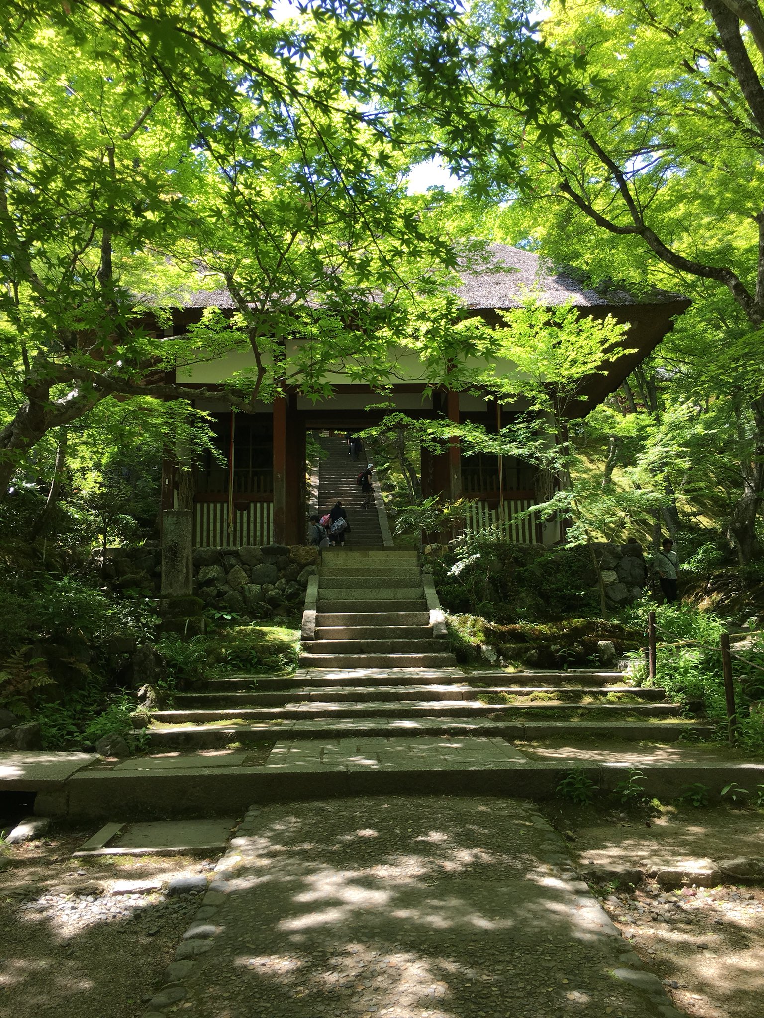 今村陽子 Yoko Imamura The Beauty Of Young Leaves Took My Breath Away Jojakkoji Kyoto 今村陽子 Yoko Imamura The Beauty Of Young Leaves Took My Breath Away Jojakkoji Kyoto