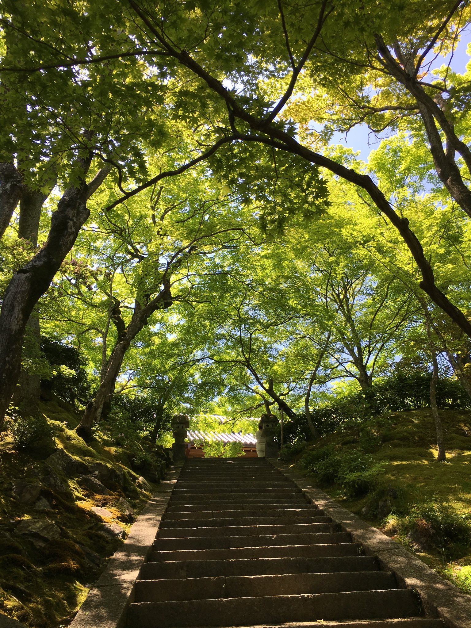 今村陽子 Yoko Imamura The Beauty Of Young Leaves Took My Breath Away Jojakkoji Kyoto 今村陽子 Yoko Imamura The Beauty Of Young Leaves Took My Breath Away Jojakkoji Kyoto